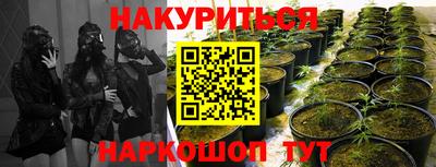 крисы Будённовск